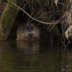 Nutria