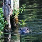 Nutria