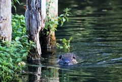 Nutria