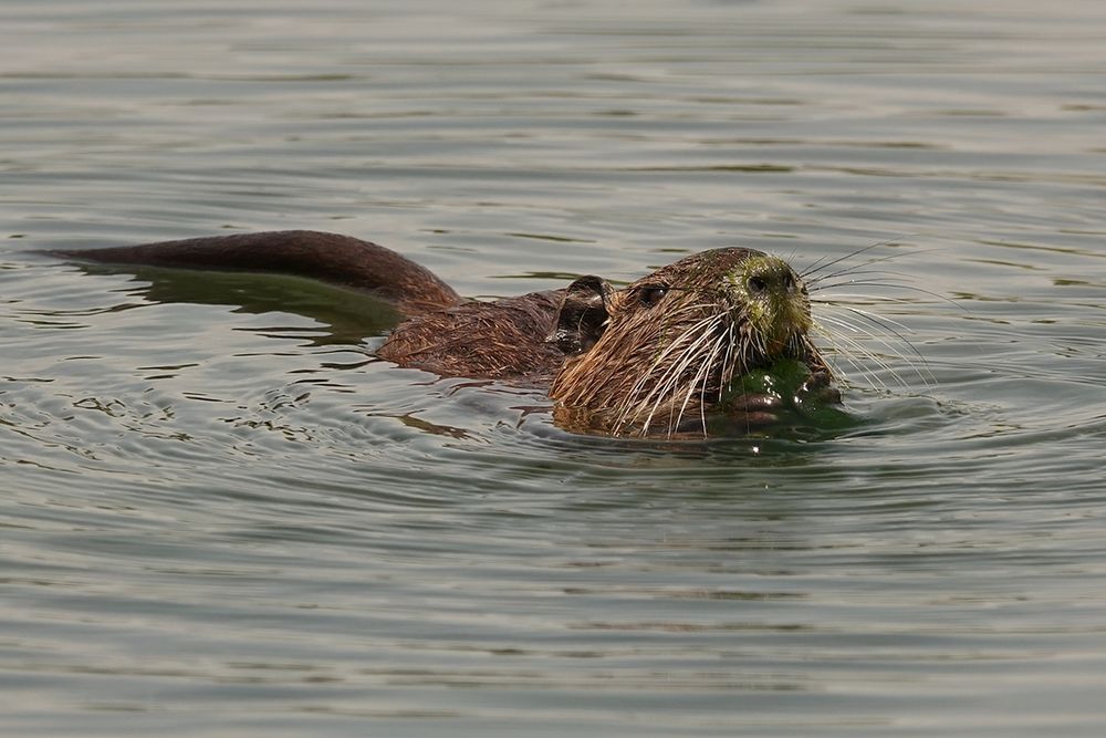 Nutria