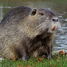 Nutria