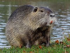 Nutria