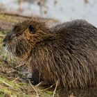 Nutria