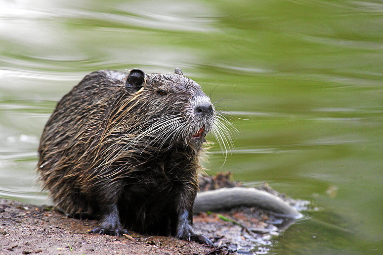 Nutria