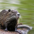 Nutria