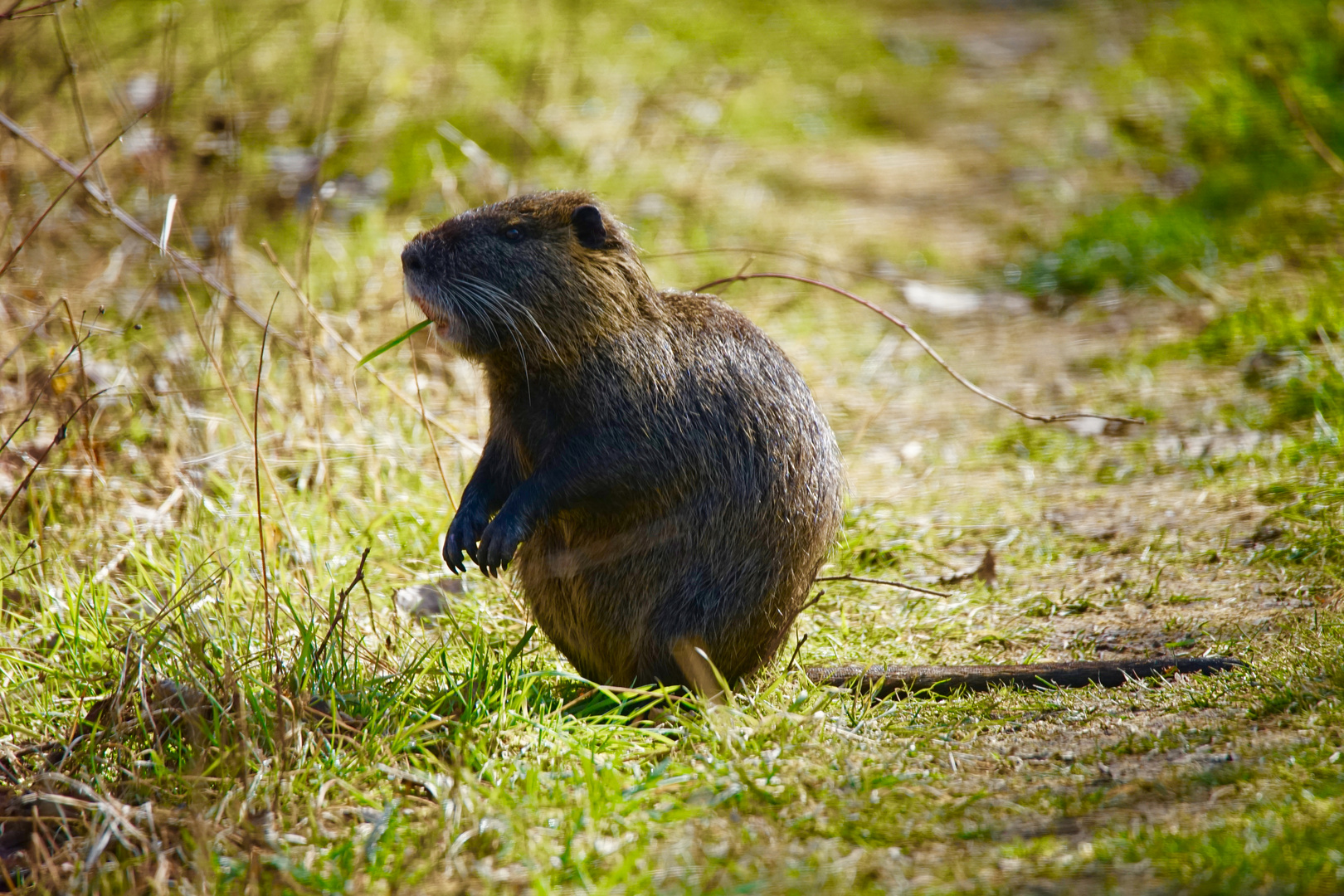 Nutria