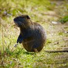 Nutria