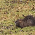 Nutria