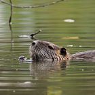 Nutria