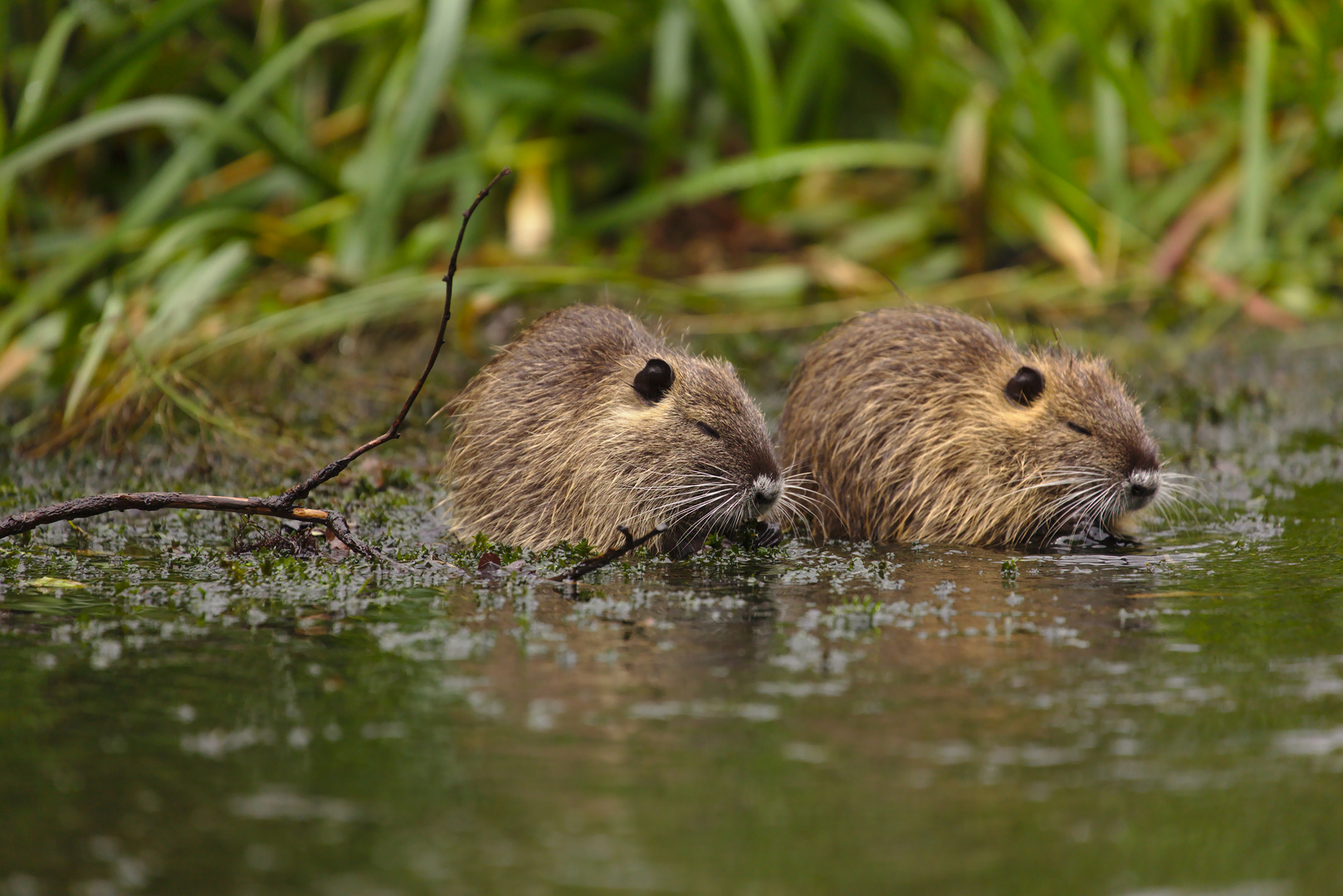 Nutria