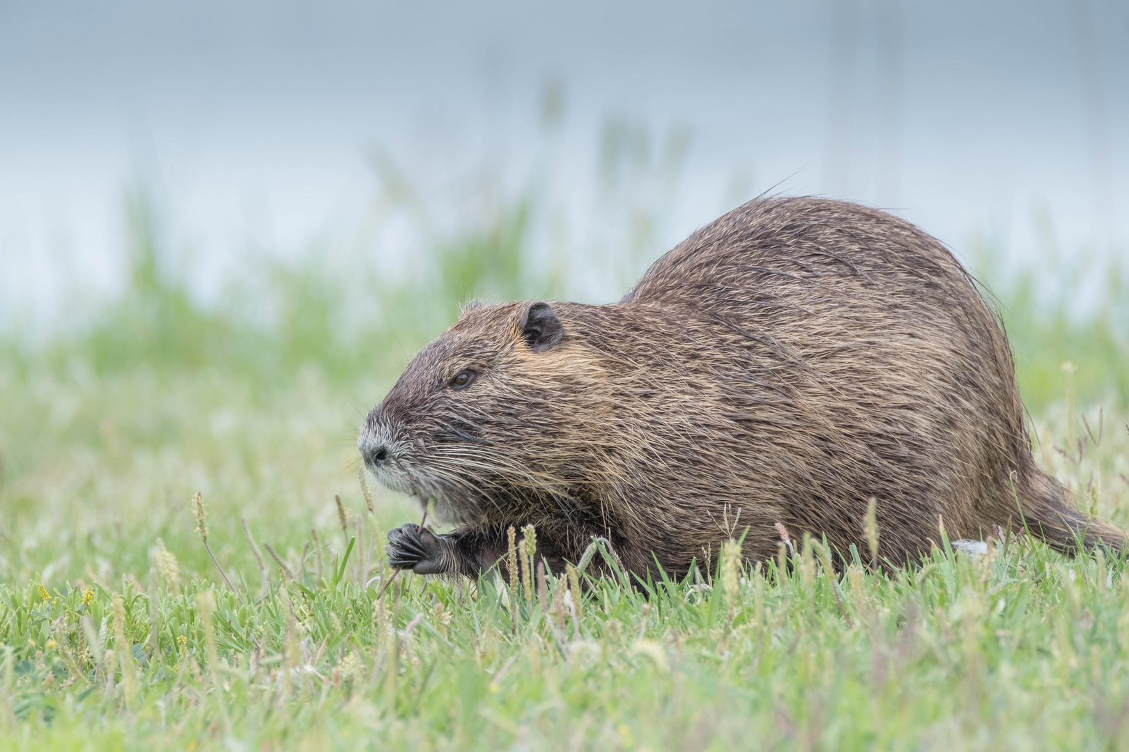 Nutria