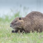 Nutria