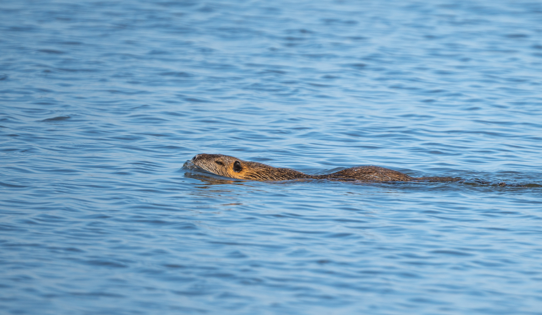 Nutria