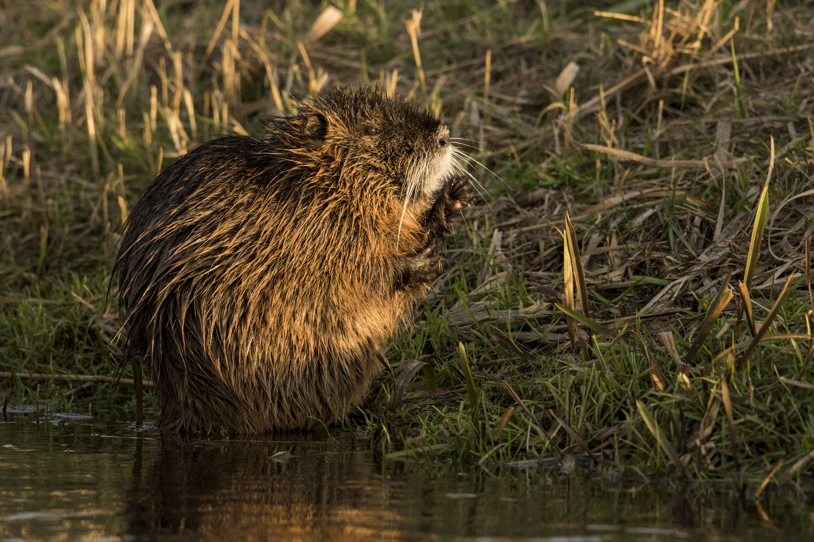 Nutria