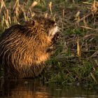 Nutria