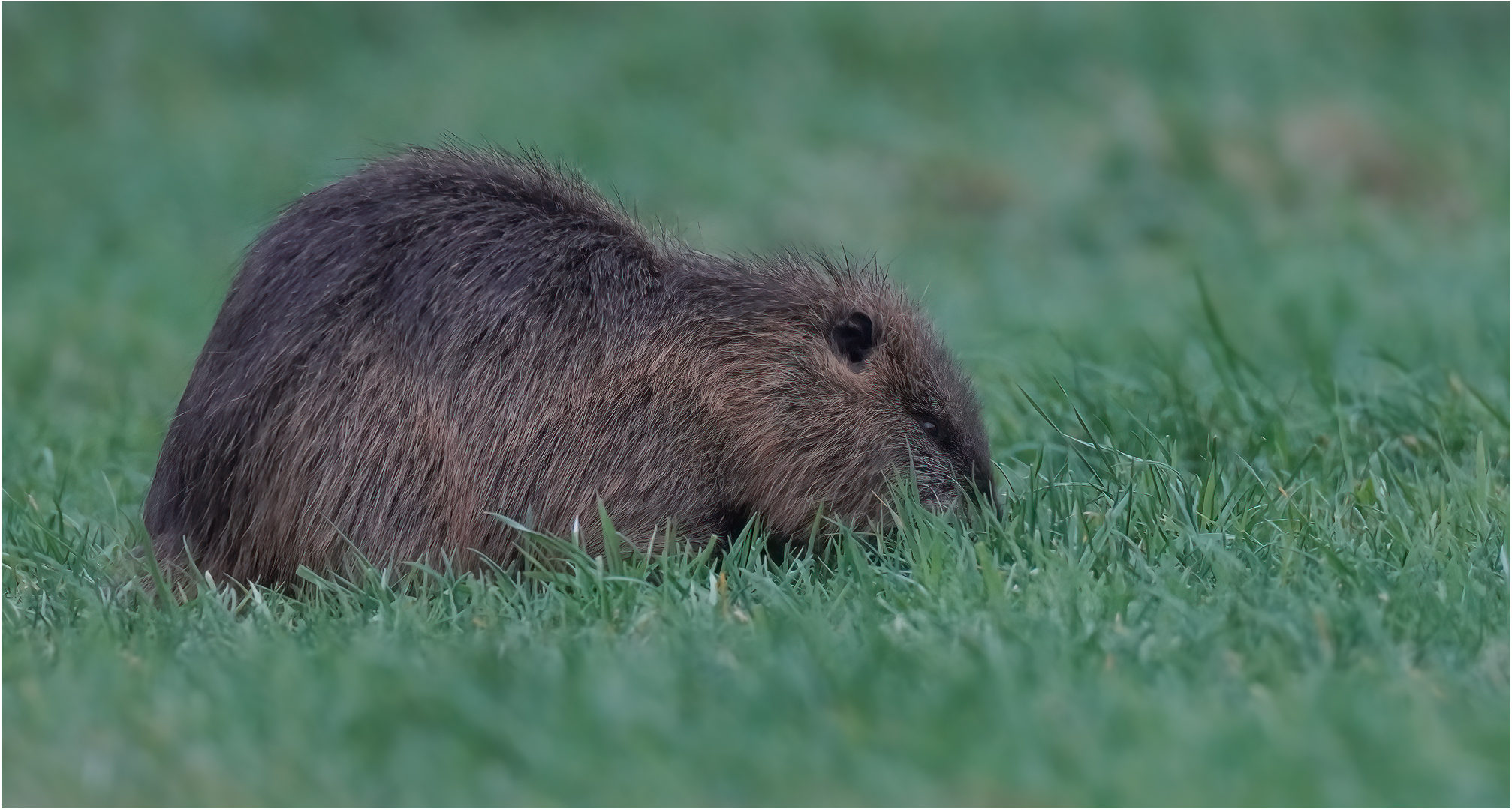 Nutria