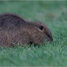 Nutria