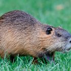 Nutria