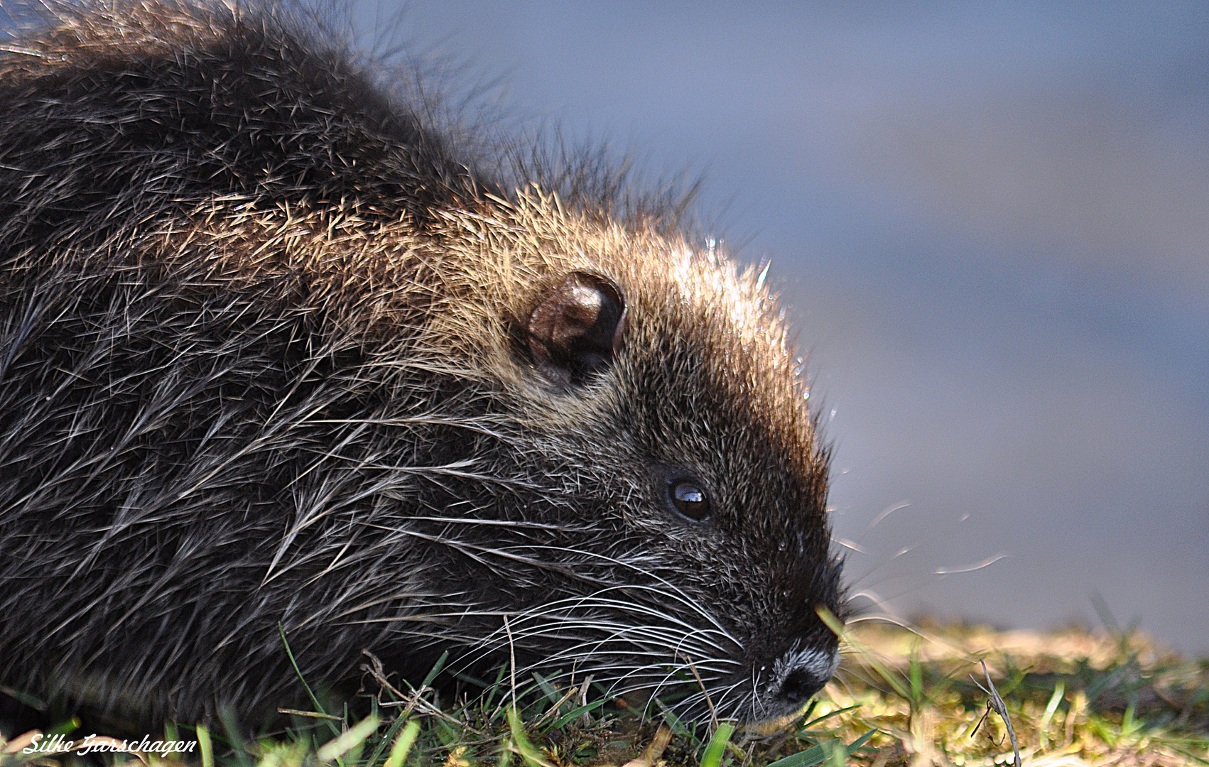 Nutria