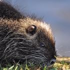 Nutria