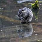 Nutria