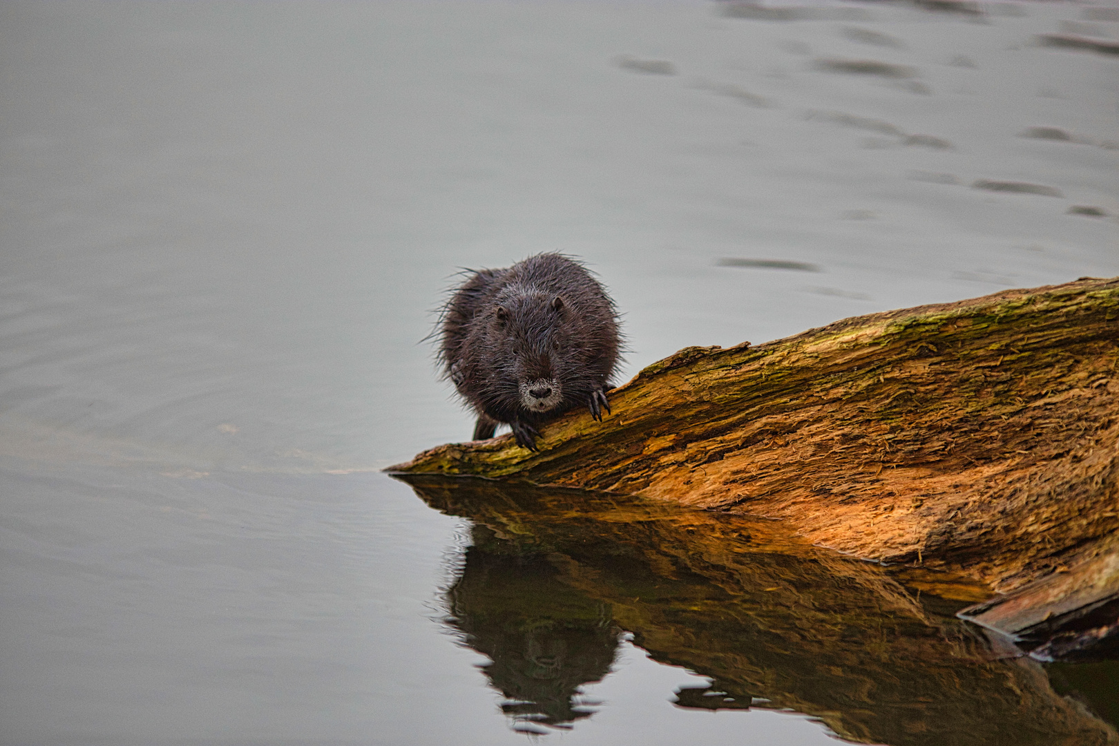 Nutria