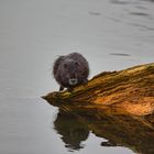 Nutria