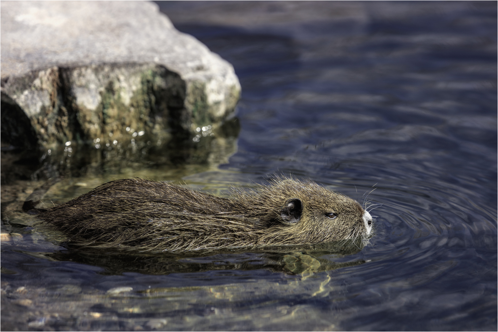 Nutria