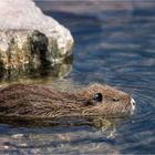 Nutria