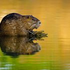 Nutria