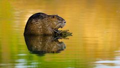 Nutria