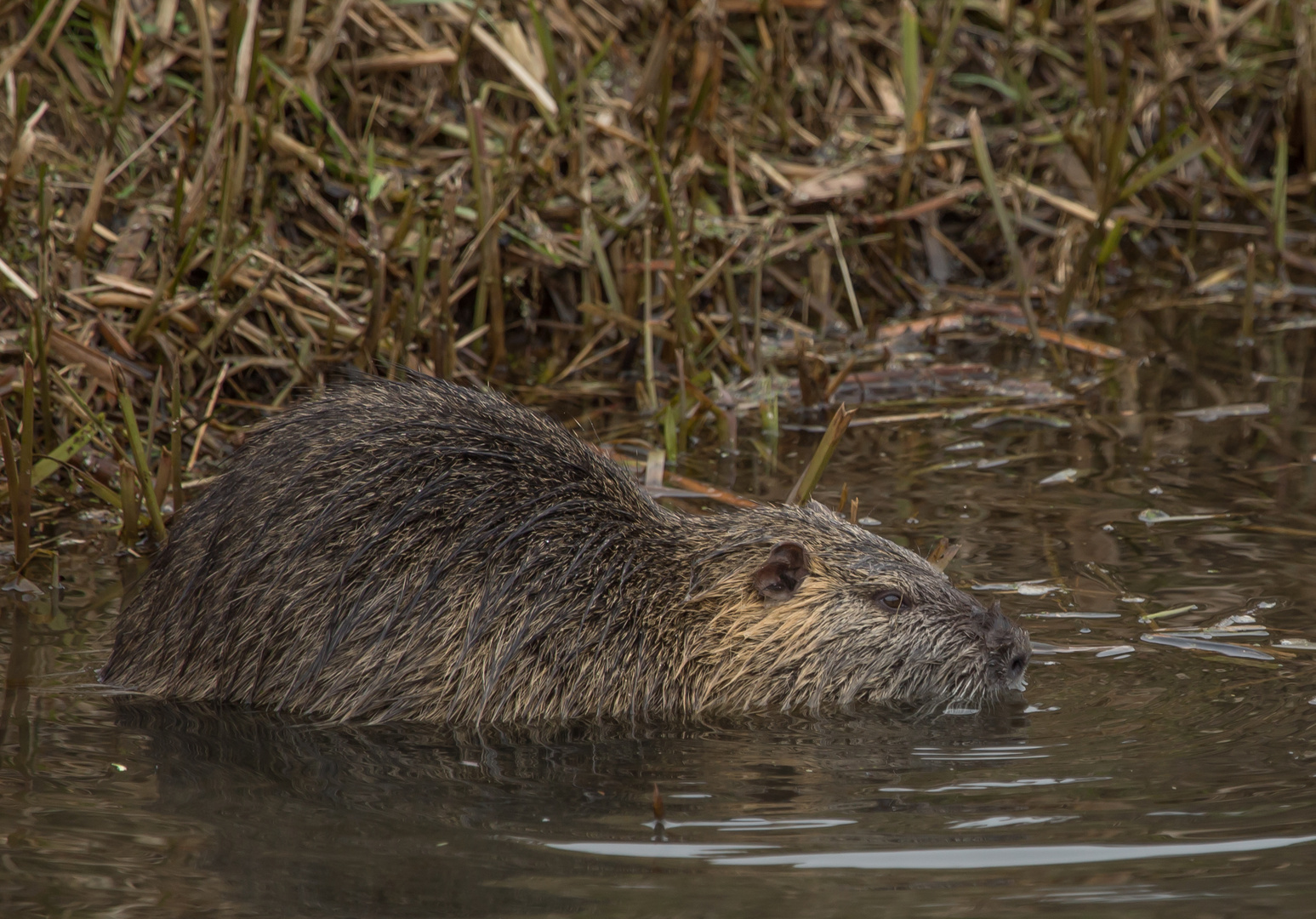 - Nutria -