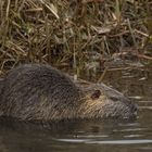 - Nutria -