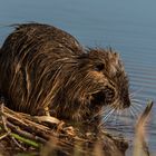 Nutria