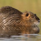 Nutria