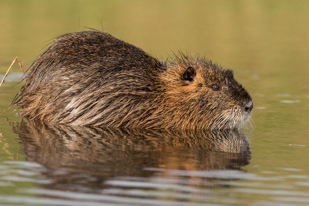Nutria Foto & Bild | natur, tiere, wildlife Bilder auf fotocommunity