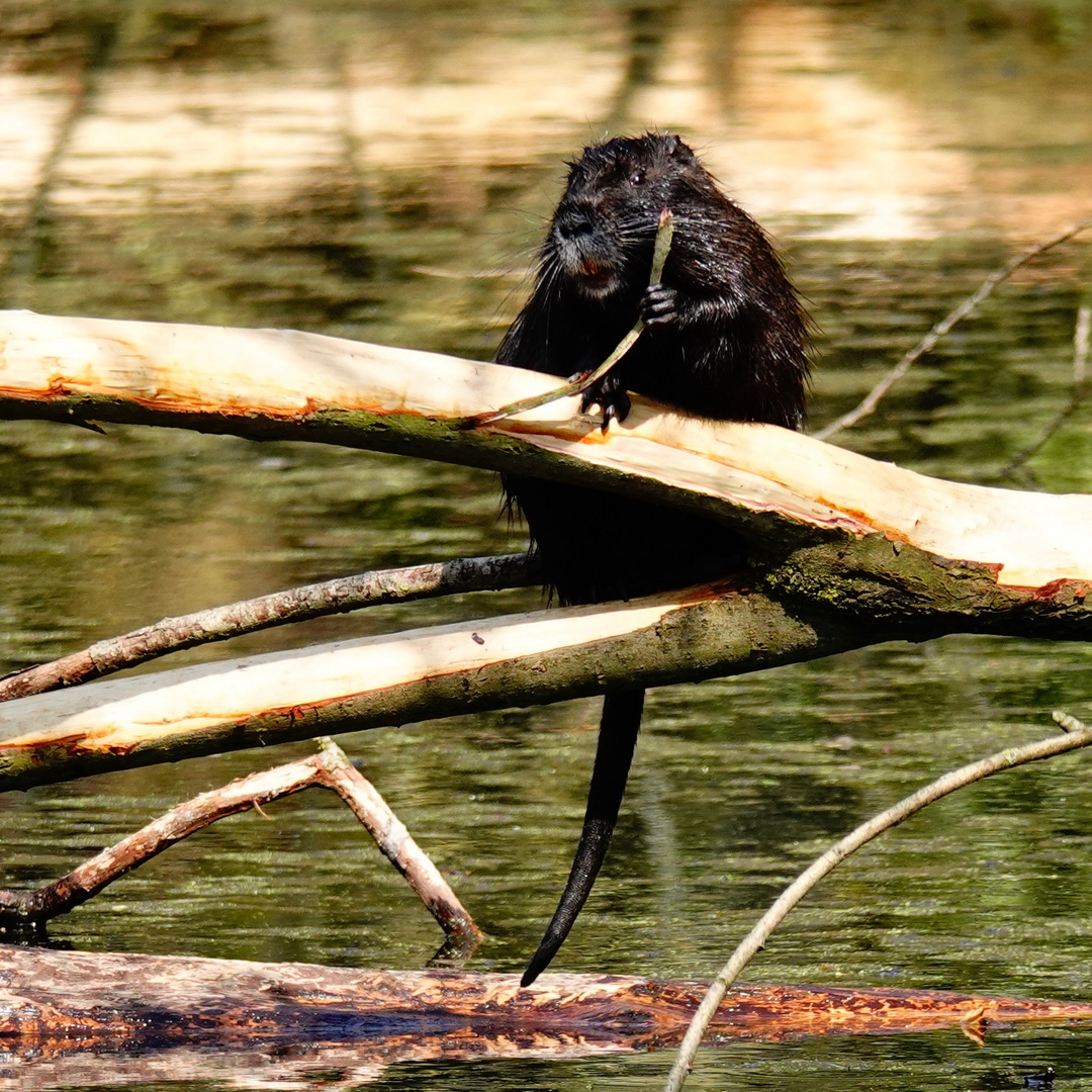 Nutria