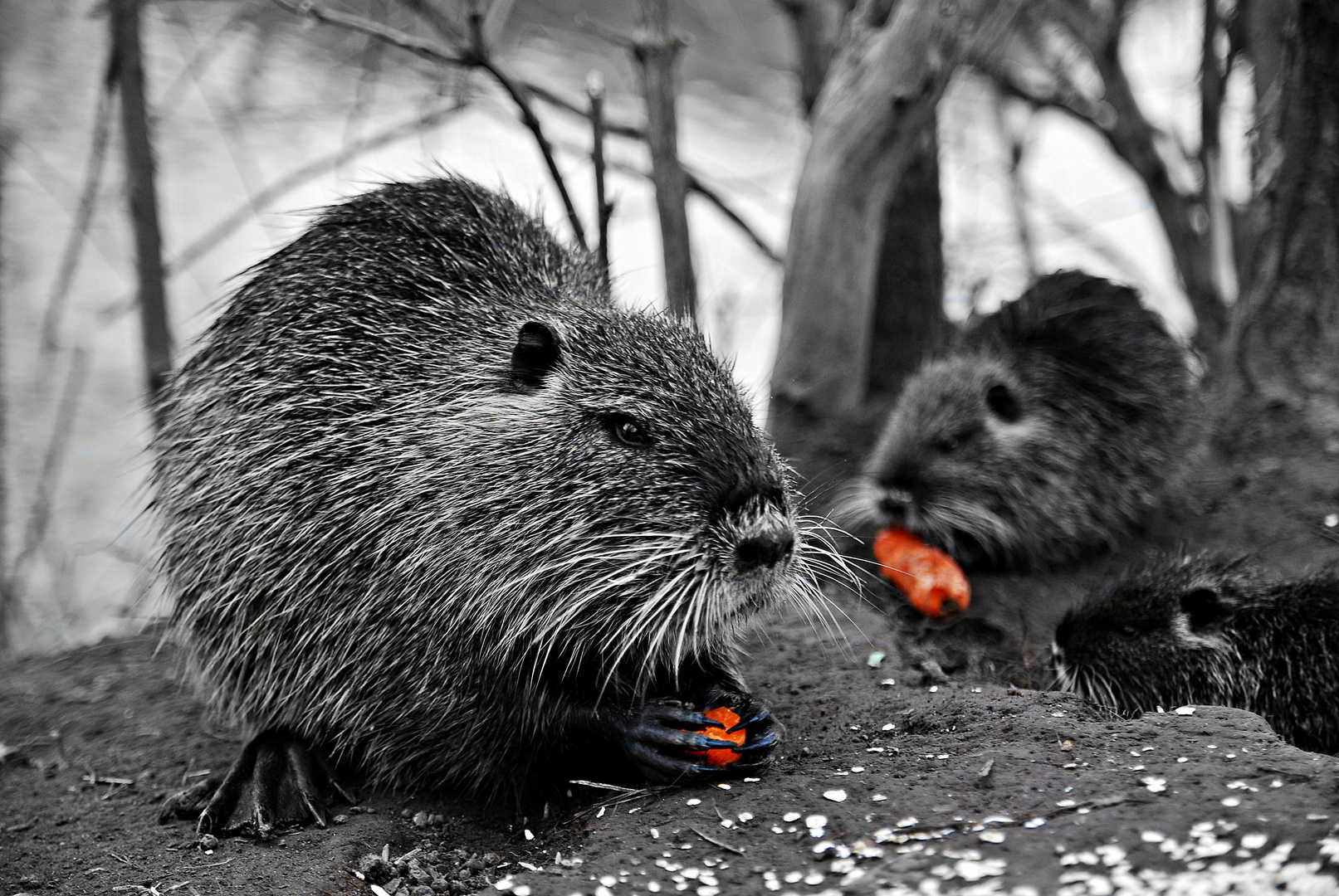 Nutria...