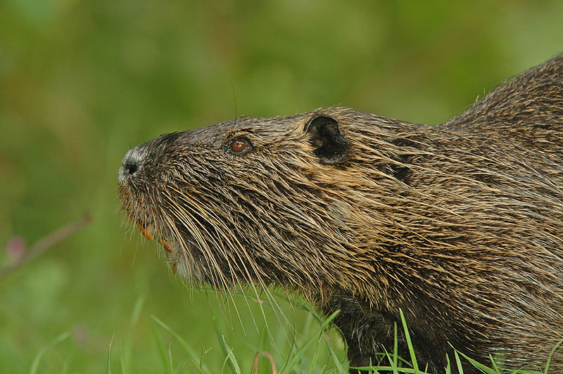 Nutria