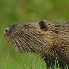 Nutria