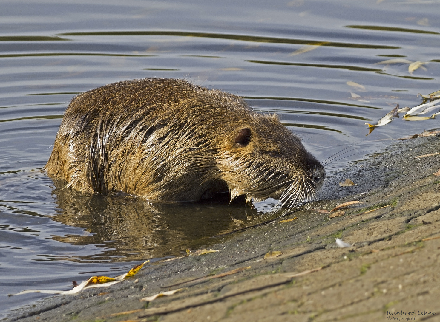 Nutria Foto & Bild | natur, herbst, nutria Bilder auf fotocommunity