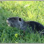 Nutria 