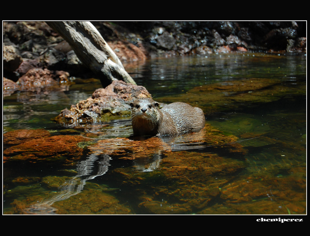 Nutria