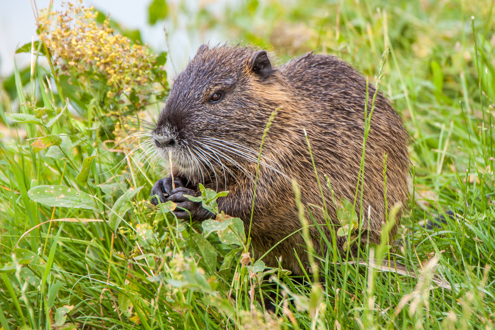 Nutria