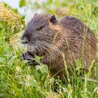 Nutria