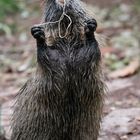 Nutria ,, (9 von 29)