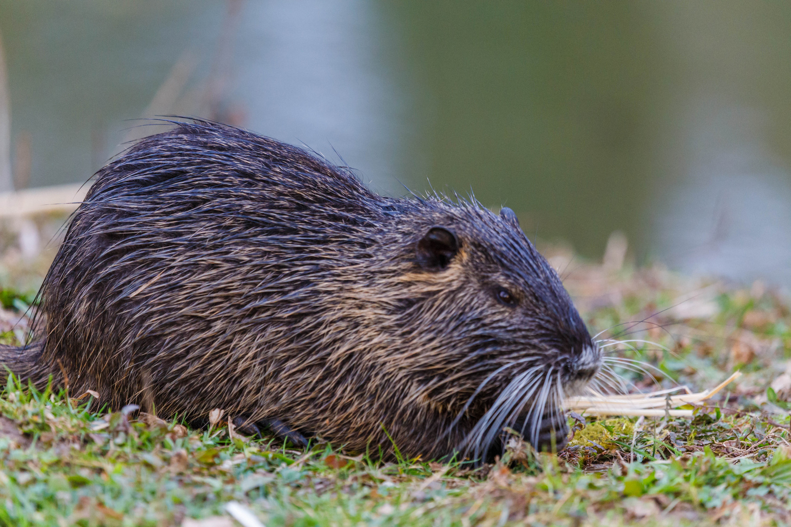 Nutria