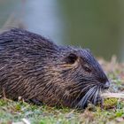 Nutria