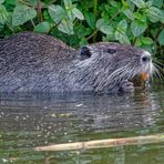 Nutria