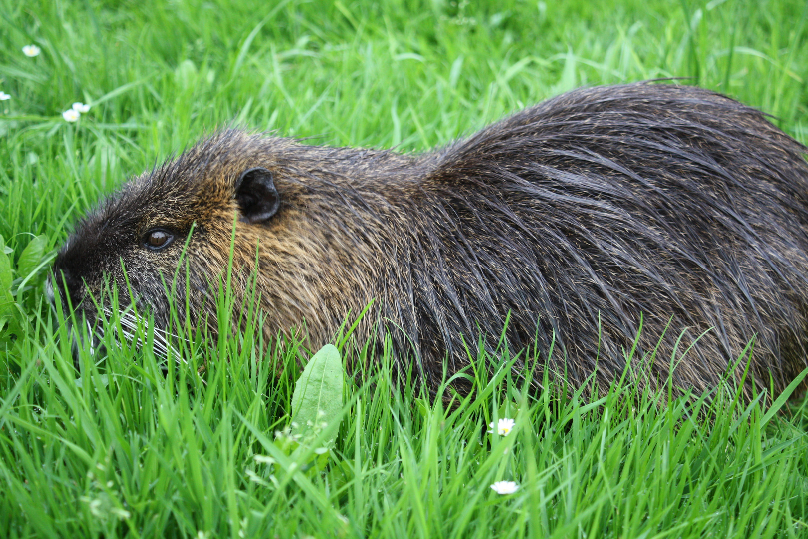 Nutria